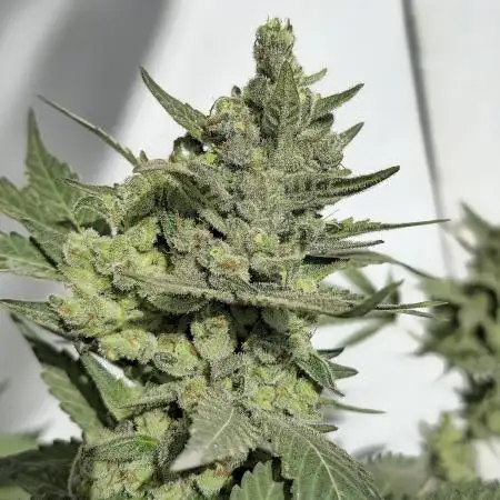 Gelato Feminizada Fotoperiodica