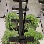 First Lady Hydroponic Grow