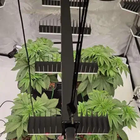 First Lady Hydroponic Grow