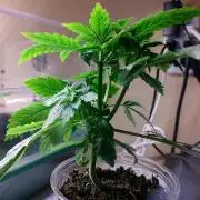 Eternity Grow Cup 2026