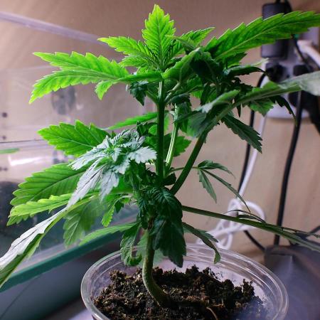 Eternity Grow Cup 2026