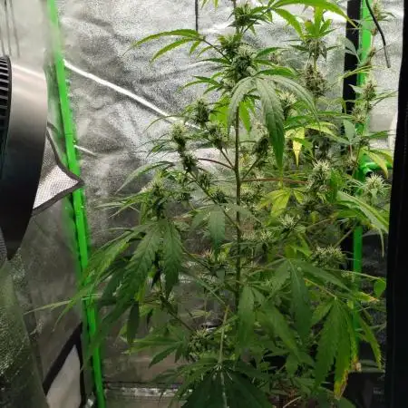 Black Opium(indoor)Divine seeds 2025