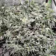 Jokerz Candy- Earthbox