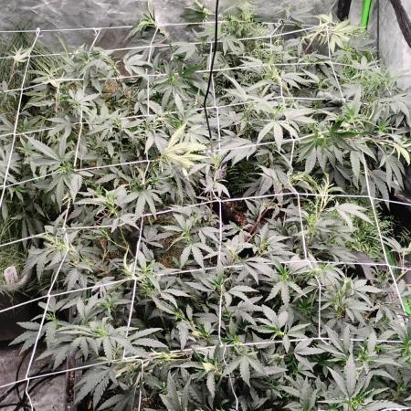 Jokerz Candy- Earthbox