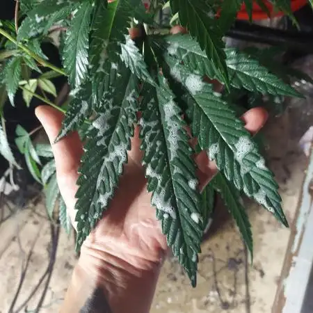 Purple Chrome #8 Kaprikorn Clones
