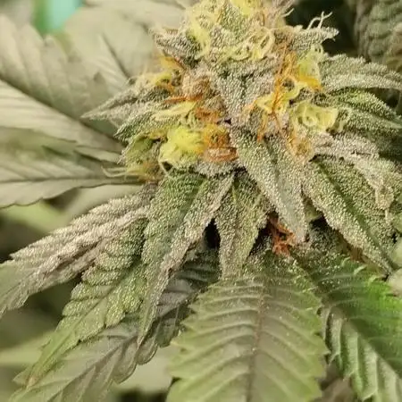 Pure bag appeal Gelato Gelato Gelato 49