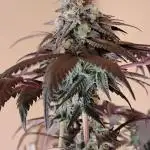 Purple Chrome 💜 (round 2)