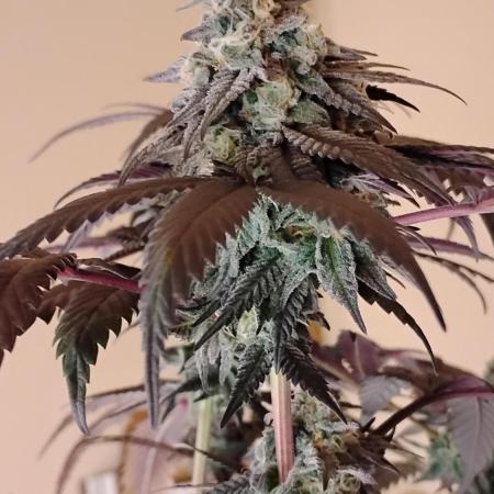 Purple Chrome 💜 (round 2)