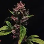 Divine Rapier (indoor) Divine Seeds 2025