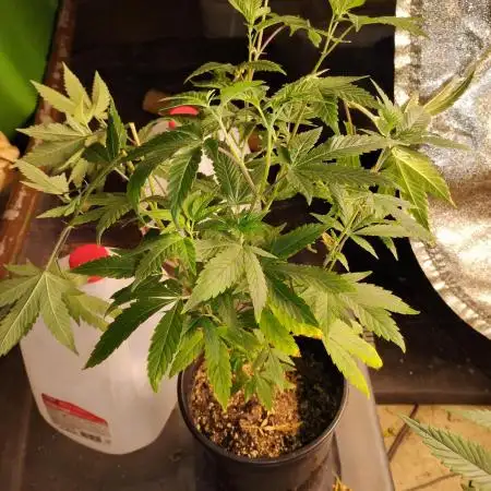 Pure bag appeal Gelato Gelato Gelato 49