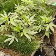 Judasstein - Thydankgenetics
