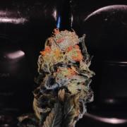 Izi Seeds- Permanent Blues