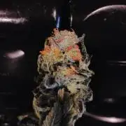 Izi Seeds- Permanent Blues