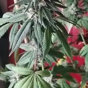 Real Deal Sour D ( notsodog cut)