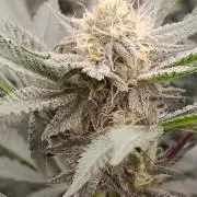 Judasstein - Thydankgenetics