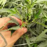 Spritzer Yield Run