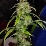 Black Opium(indoor)Divine seeds 2025