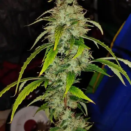 Black Opium(indoor)Divine seeds 2025