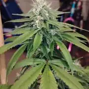Real Deal Sour D ( notsodog cut)