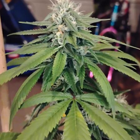 Real Deal Sour D ( notsodog cut)
