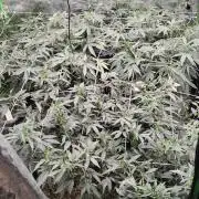 Jokerz Candy- Earthbox