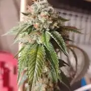 Real Deal OG Kush (PDX cut)