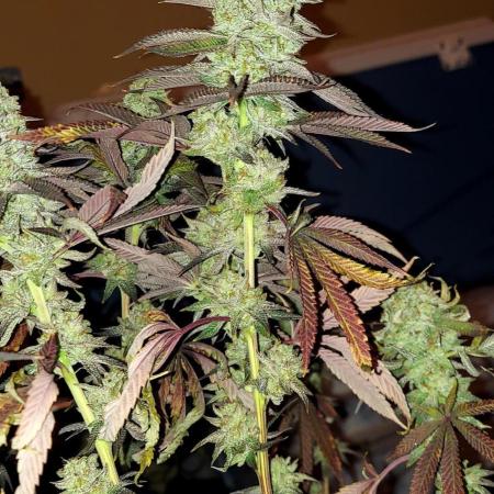 Pheno #2 Kings Juice