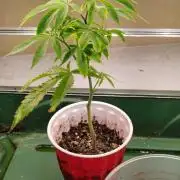 Rainbow Zoap Tiki Madman Cut