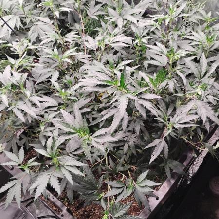 Spritzer Yield Run