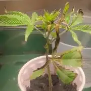 Rainbow Zoap Tiki Madman Cut