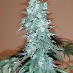 Purple Chrome #8 Kaprikorn Clones