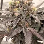 Pure bag appeal Gelato Gelato Gelato 49