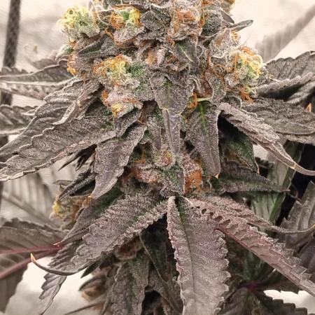 Pure bag appeal Gelato Gelato Gelato 49