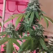 Real Deal Sour D ( notsodog cut)