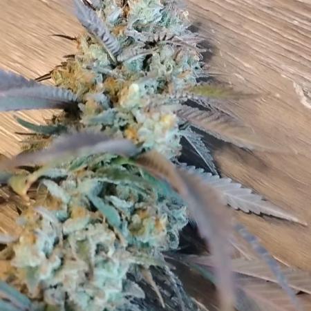 1 Gallon Drip Irrigation Organic