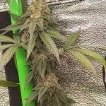 Acai Gelato/ Gelato#49 Kaprikorn Clones
