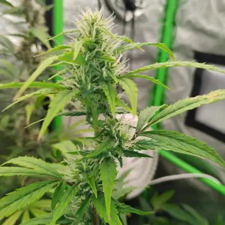 Black Opium(indoor)Divine seeds 2025