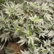 Judasstein - Thydankgenetics