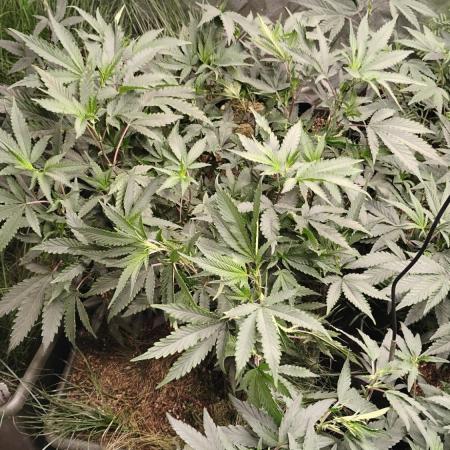 Judasstein - Thydankgenetics