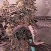 Pure bag appeal Gelato Gelato Gelato 49