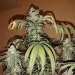 Purple Chrome #8 Kaprikorn Clones