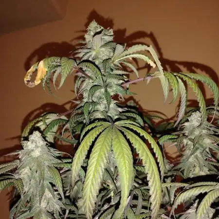 Purple Chrome #8 Kaprikorn Clones