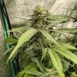 1 Gallon Drip Irrigation Organic
