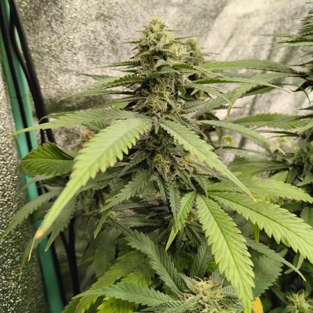 1 Gallon Drip Irrigation Organic