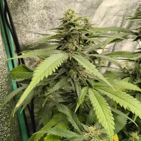 1 Gallon Drip Irrigation Organic