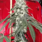 Super Sour Double Diesel Seed Hunt