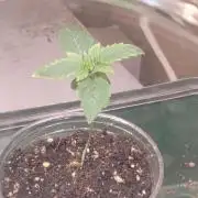 Izi Seeds- Permanent Blues