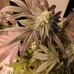 Purple Chrome 💜 (round 2)