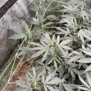 Jokerz Candy- Earthbox