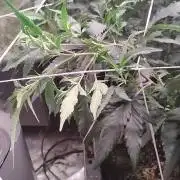 Judasstein - Thydankgenetics